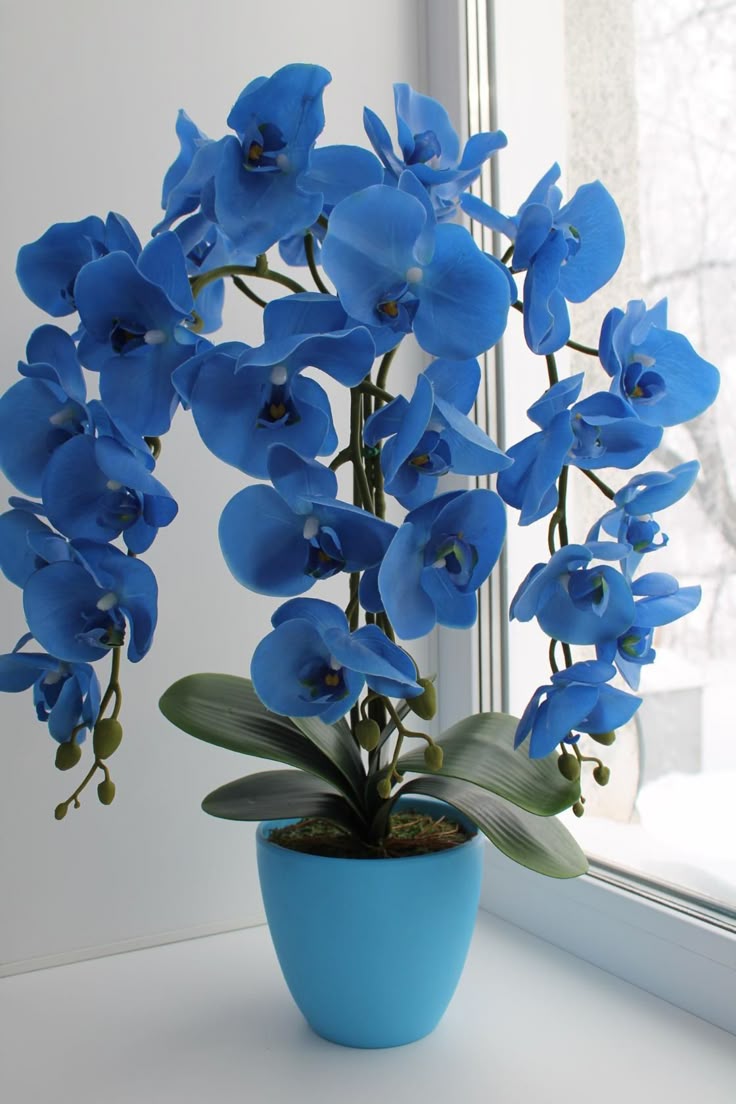 Blue Orchid