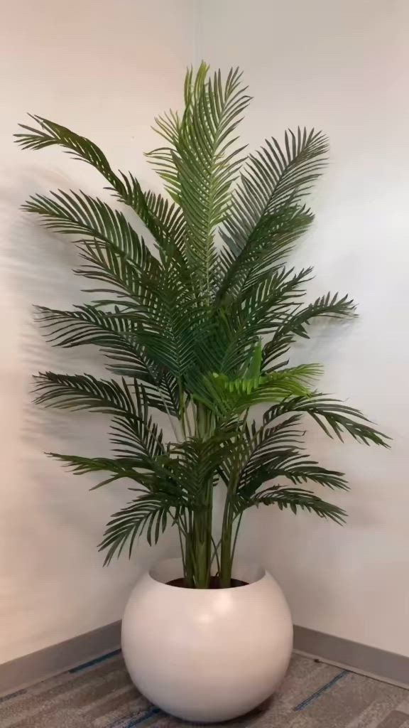 Areca Palm