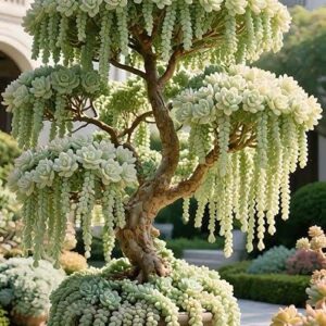 Burro’s Tail Bonsai