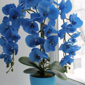 Blue Orchid