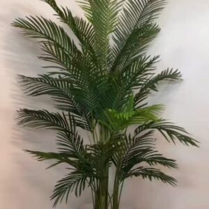 Areca Palm